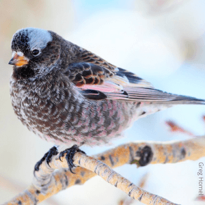 Black Rosy-Finch