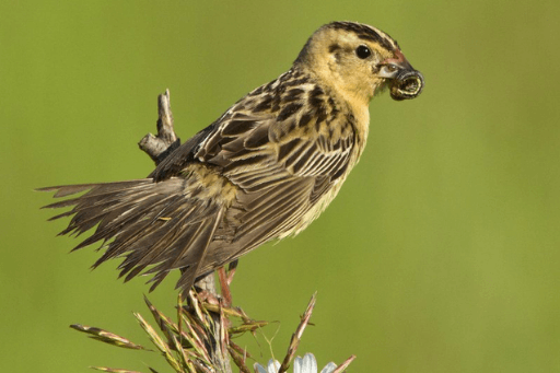 Lawn pesticides threaten insects that bird rely upon for sustenance.