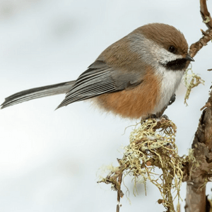 Boreal Chickadee