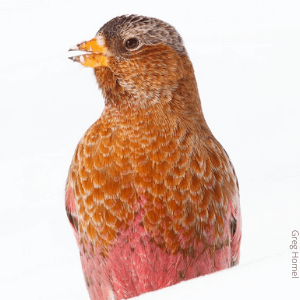 Brown-capped Rosy-Finch