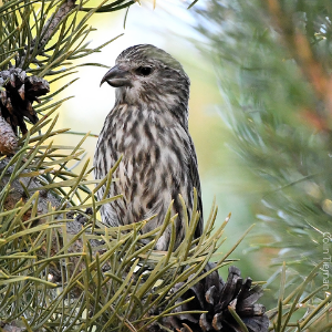 Cassia Crossbill