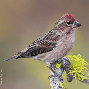 Cassin's Finch