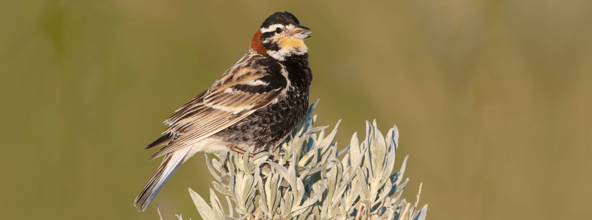 Chestnut-collared Longspurs are grassland birds with declining populations.