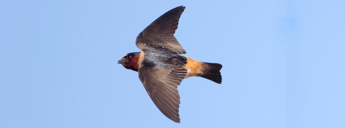 Cliff Swallow in flight