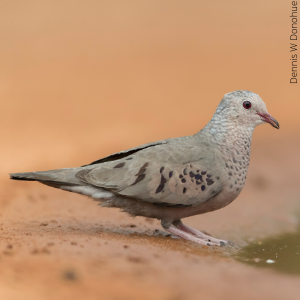 Common Ground-Dove