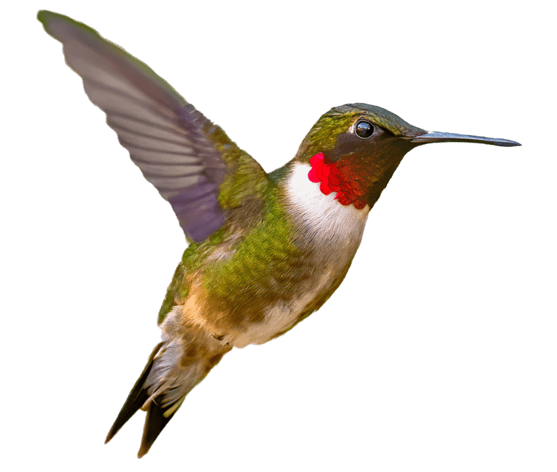 hummingbird