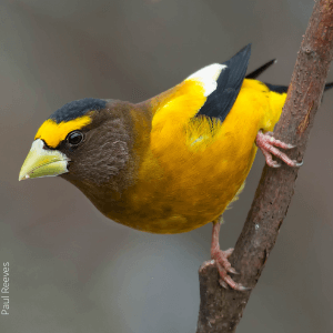 Evening Grosbeak