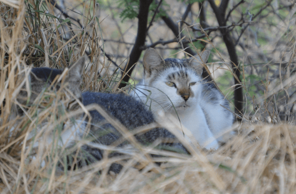 Feral cats found at Koko Head District Park on Oʻahu, one of the sites where cat feces tested positive for Toxoplasma gondii. Photos by Grant Sizemore