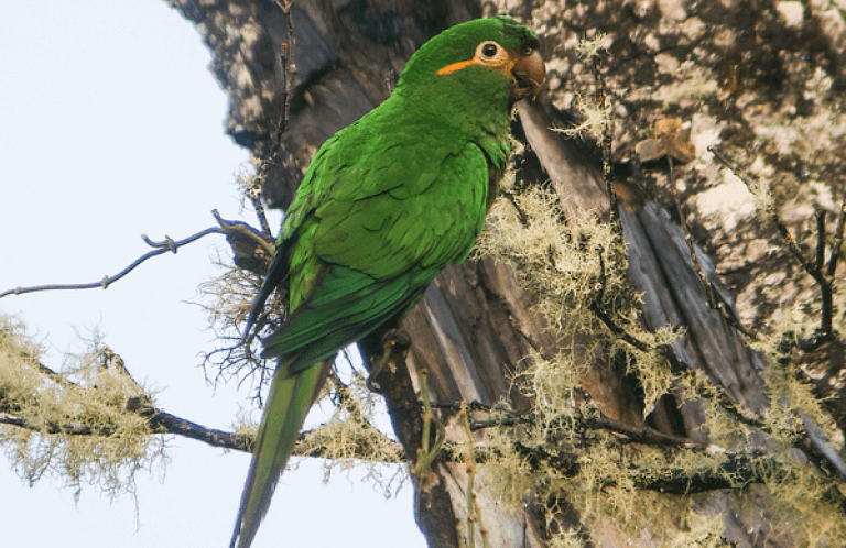 Golden-plumed Parakeet. Photo by Nick Athanas.