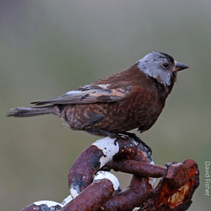 Gray-crowned Rosy-Finch