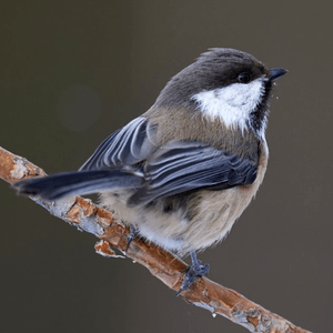 Gray-headed Chickadee