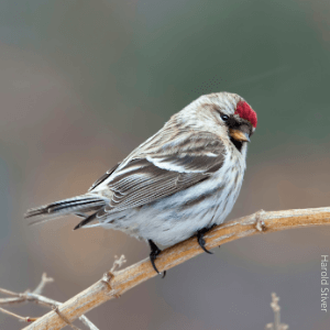 Hoary Redpoll