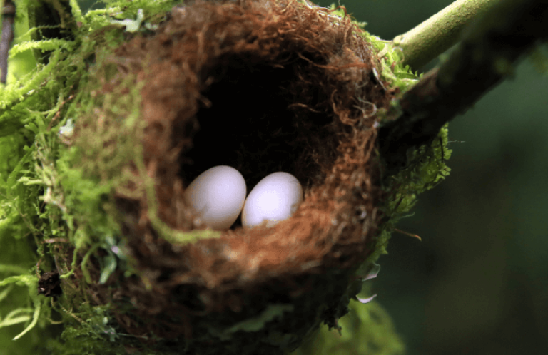 Hummingbird Nest with Eggs. Photo by Daniel Lamborn/Shutterstock