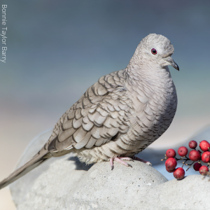 Inca Dove