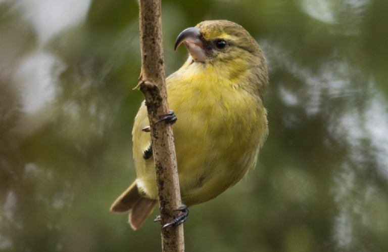 The Kiwikiu is a rare endangered hawaiian bird