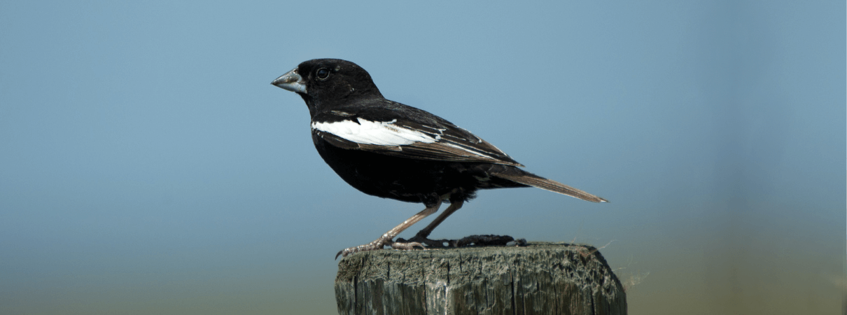 Lark Buntings are considered grassland birds.