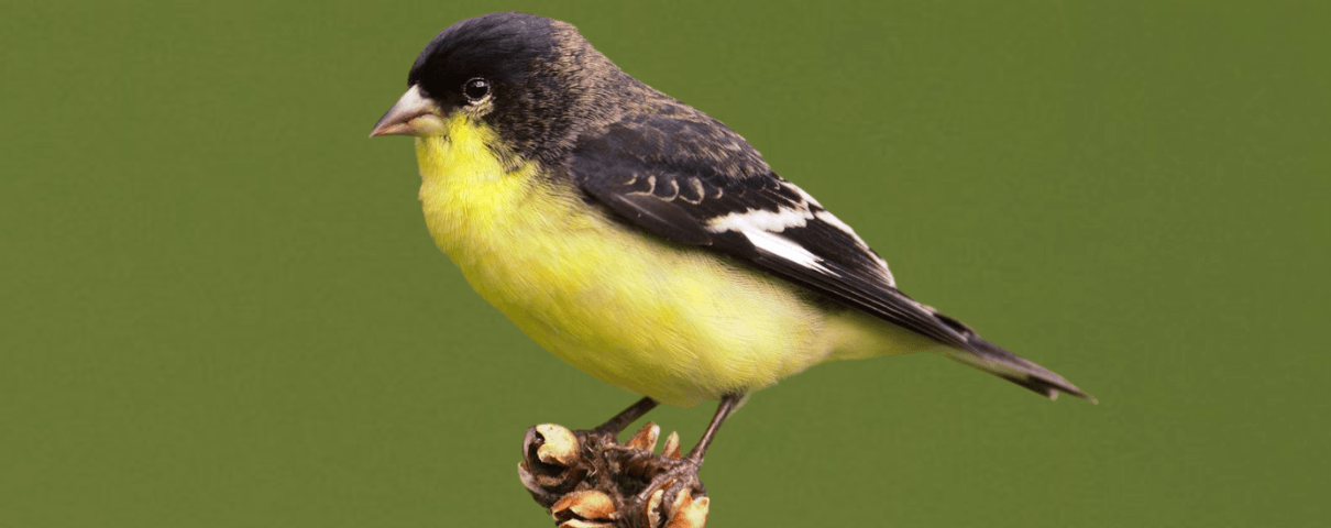 The Lesser Goldfinch is a common backyard bird in the eastern United States. 