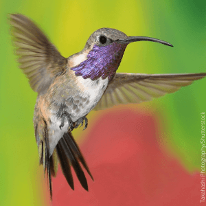 Lucifer Hummingbird in flight