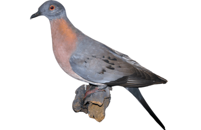 Passenger Pigeons are one of the most well-known extinct birds in the world.