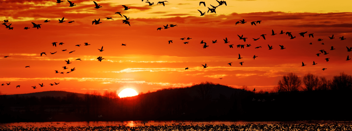 Snow geese migrating at sunset. 