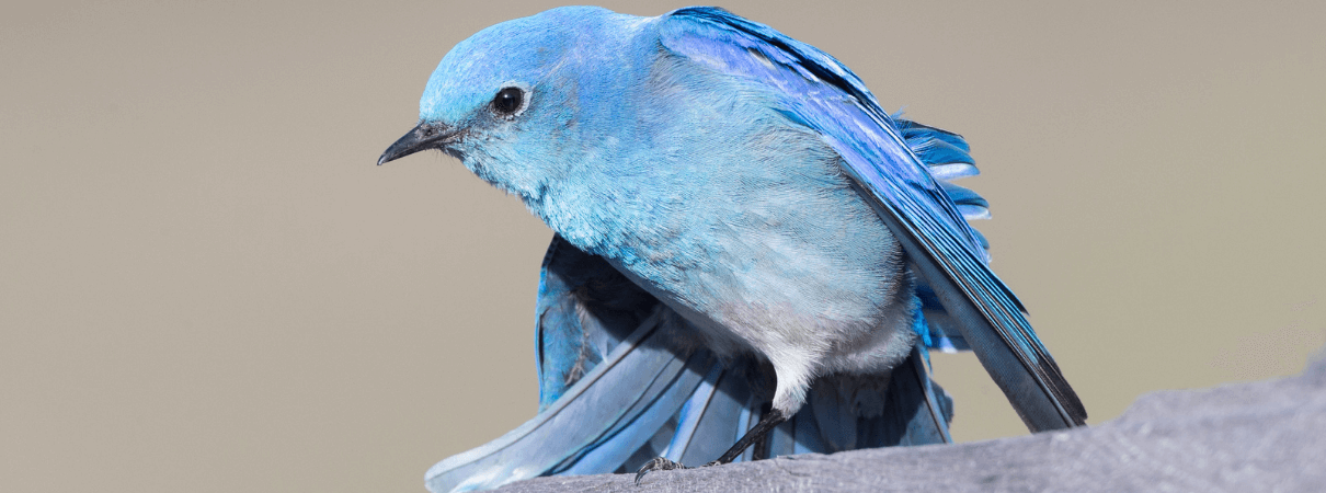 Picture of Mountain Bluebird