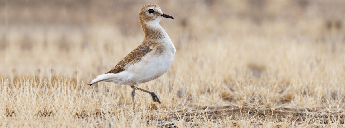 Despite its name, the Mountain Plover is a grassland bird species. 