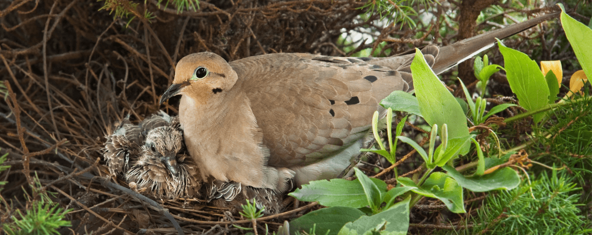 The Mourning Dove is a common backyard bird across the United States. 