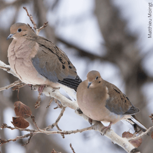 Mourning Dove