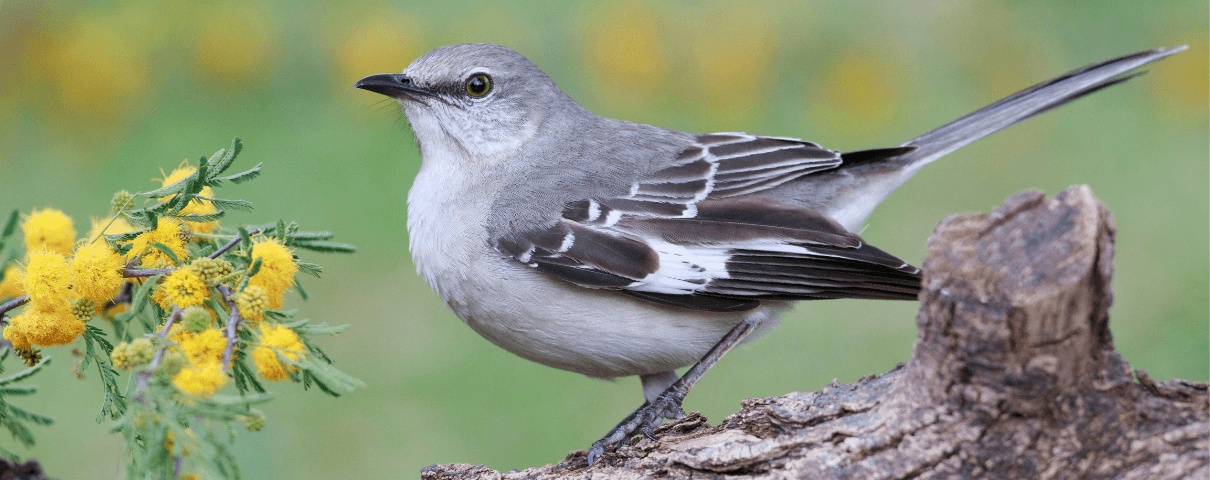 The Northern Mockingbird is a common backyard bird across the United States. 