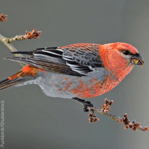 Pine Grosbeak