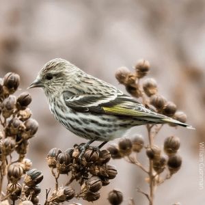 Pine Siskin