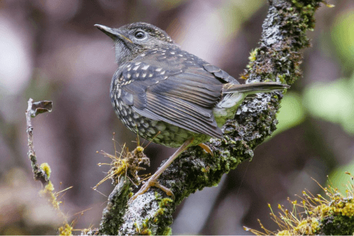 The Puaiohi is a rare hawaiian bird