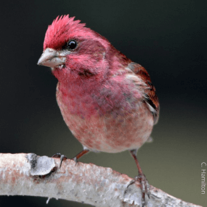 Purple Finch