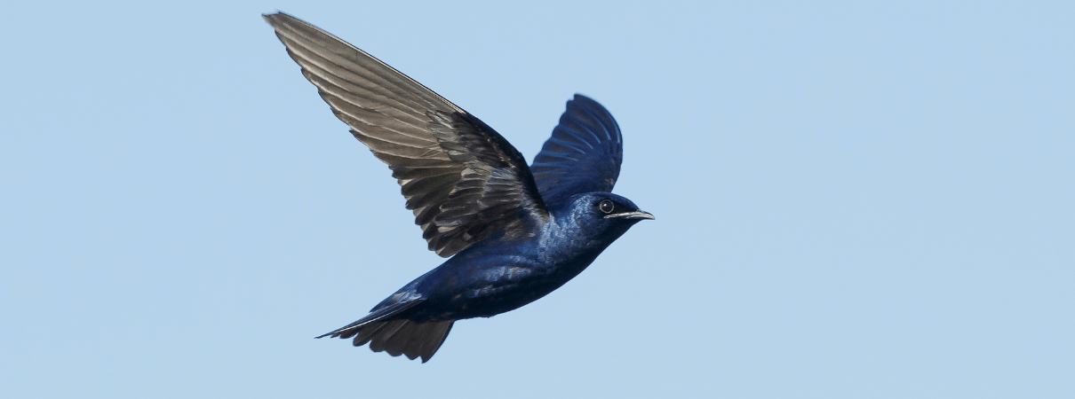 Purple Martin in flight