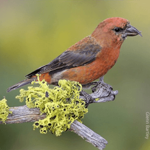 Red Crossbill