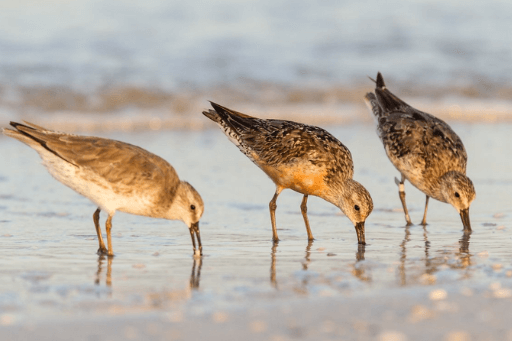 Red Knots feeding at a beach along the Atlantic Flyway. 