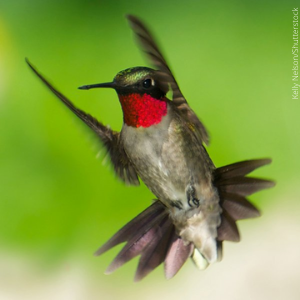 Ruby-throated hummingbird