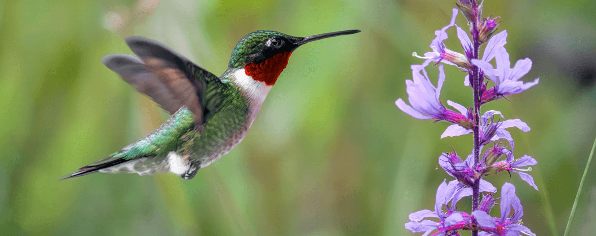 The Ruby-throated Hummingbird is a common backyard bird in the eastern United States. 