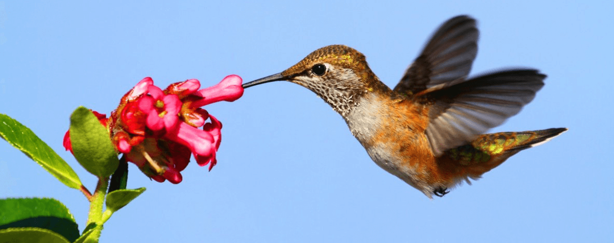 The Rufous Hummingbird is a common backyard bird in the eastern United States. 