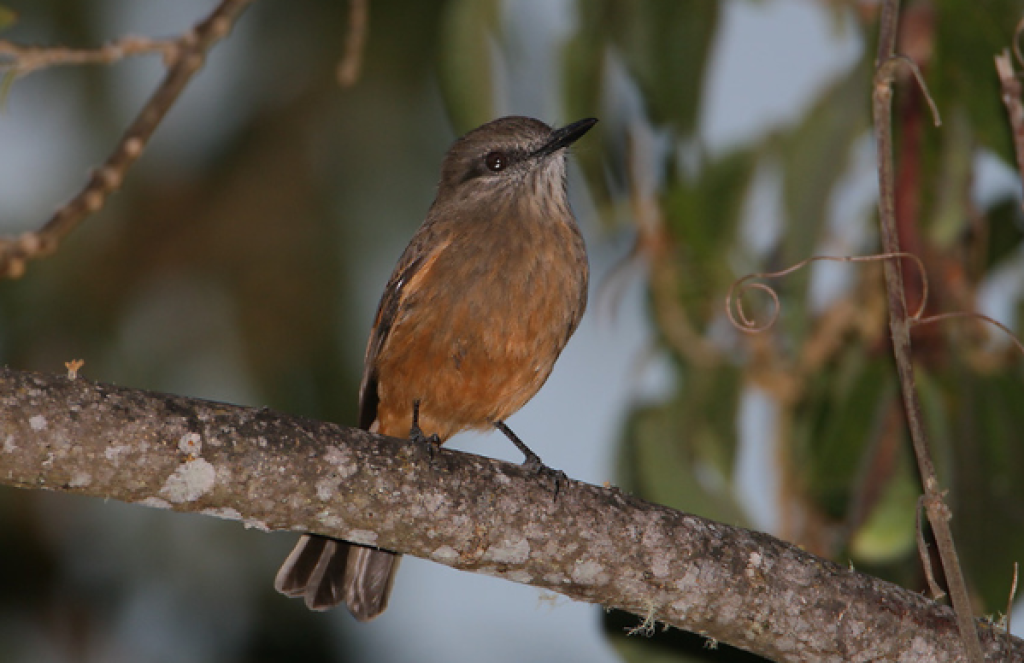 Santa Marta Bush-Tyrant. Photo by Joe Tobias.