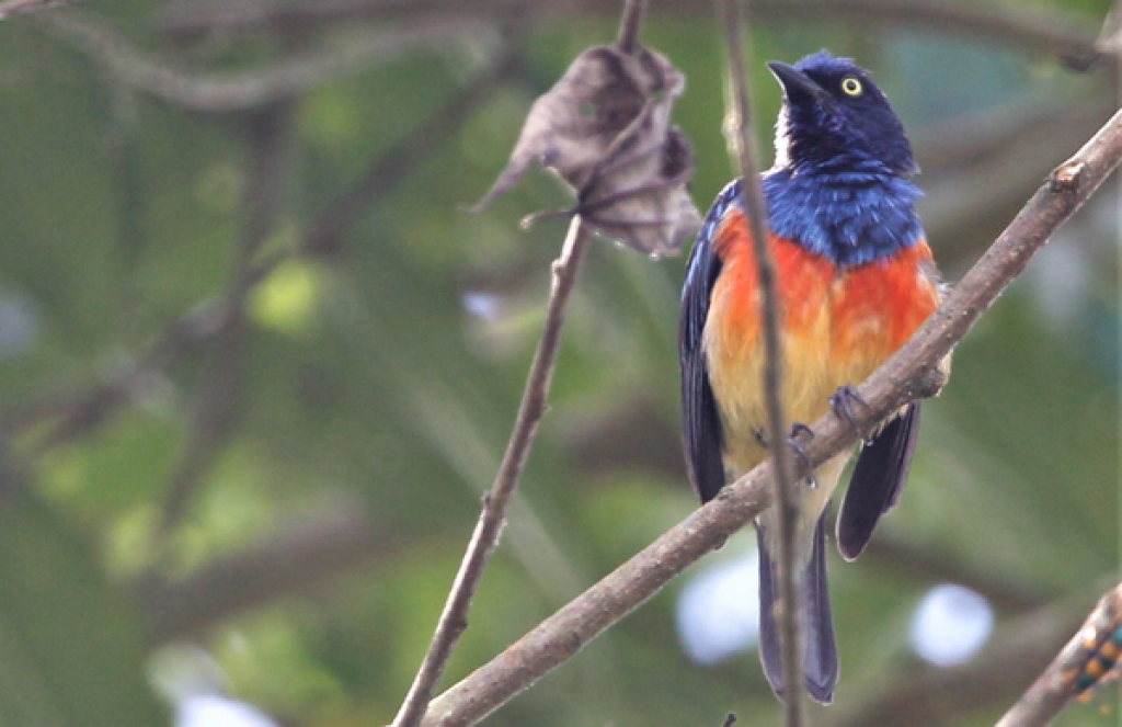 Scarlet-breasted Dacnis. Photo by Dan Lebbin.