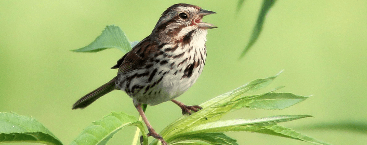 The Song Sparrow is a common backyard bird in the United States. 