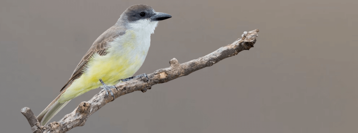 Thick-billed Kingbird by Agami Photo Agency, Shutterstock