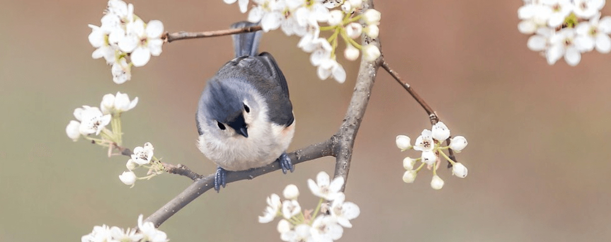 The Tufted Titmouse is a common backyard bird in the eastern United States. 