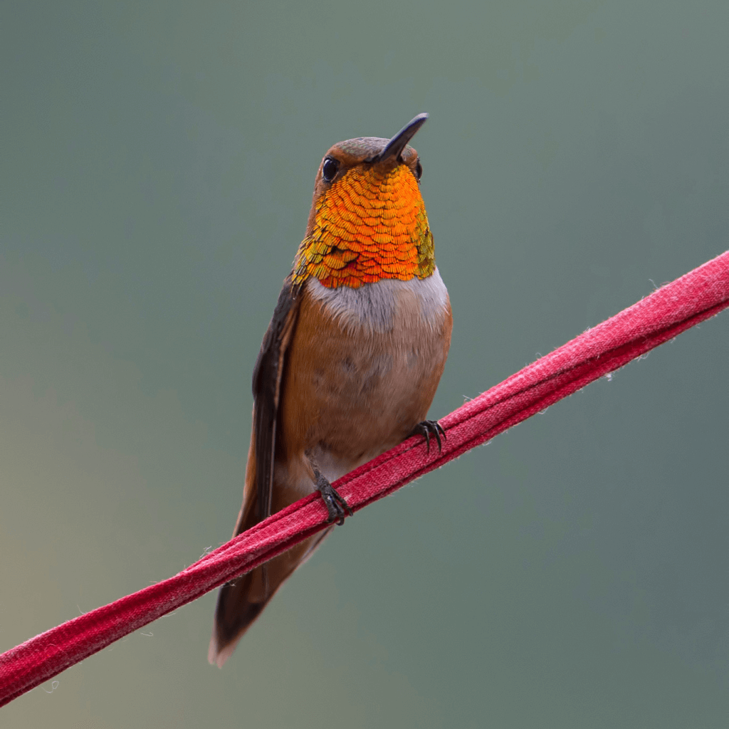 Rufuous Hummingbirds are on the decline. 