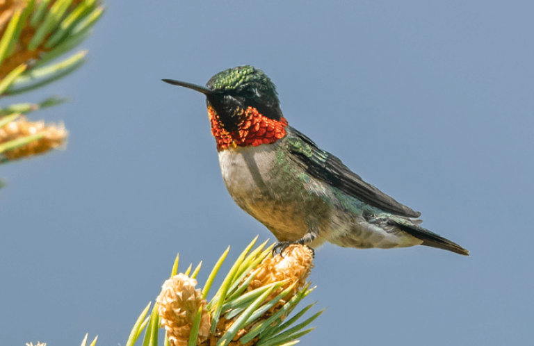 Ruby-throated Humminbirds can live for upwards of nine years.