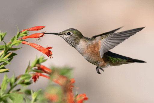 Female Broad-tailed Hummingbirds have been observed living up to 12 years. 