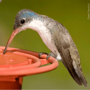 Violet-crowned hummingbird