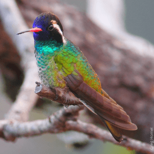 White-eared hummingbird