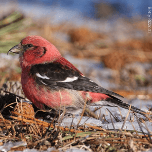 White-winged Crossbill